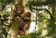 New Orangutan Species Identified in Sumatra on the Brink of Extinction