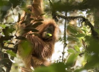 New Orangutan Species Identified in Sumatra on the Brink of Extinction