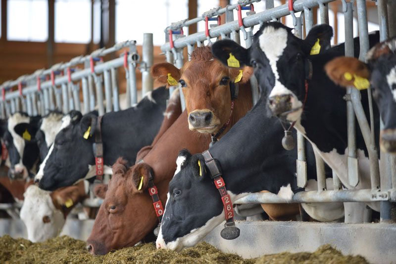 WHO Urges Caution Over the Use Of Antibiotics In Healthy Animals