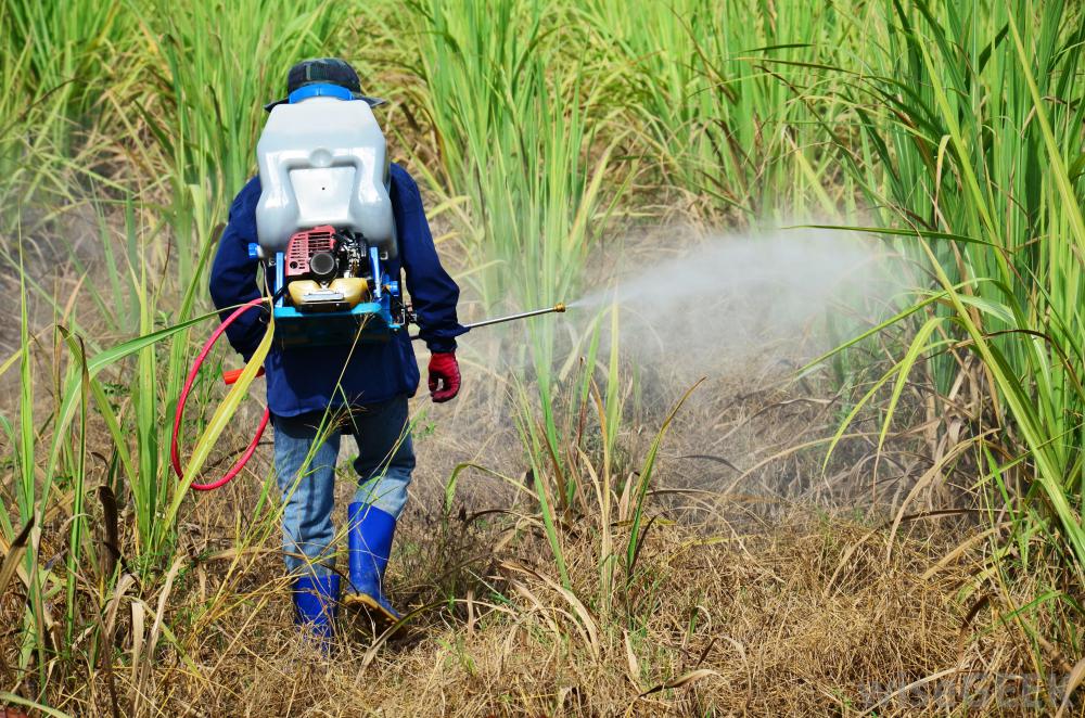 JNU Researchers Formulate Water-Based Herbicides