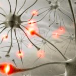 Brain’s Alertness Attributable to Ancestral Circuitry