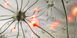 Brain’s Alertness Attributable to Ancestral Circuitry