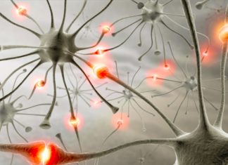 Brain’s Alertness Attributable to Ancestral Circuitry