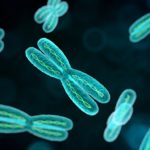 Certain Chromosomes “Cheat” Their Way into the Egg Cell during Gamete Formation Chromosomes “Cheat” Their Way into the Egg Cell Gamete Formation