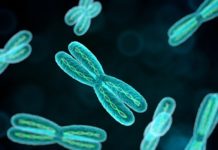 Certain Chromosomes “Cheat” Their Way into the Egg Cell during Gamete Formation Chromosomes “Cheat” Their Way into the Egg Cell Gamete Formation