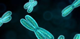 Chromosomes “Cheat” Their Way into the Egg Cell Gamete Formation