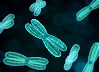 Certain Chromosomes “Cheat” Their Way into the Egg Cell during Gamete Formation Chromosomes “Cheat” Their Way into the Egg Cell Gamete Formation