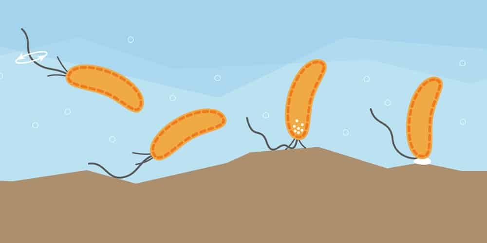 Bacteria Have A Sense Of Touch Too!