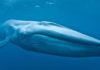 Predominantly Right-Handed, Blue Whales Act like Lefties While Diving for Food