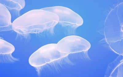 Jellyfish-Inspired Robotic Skin Senses Pain, Expresses It by Glowing