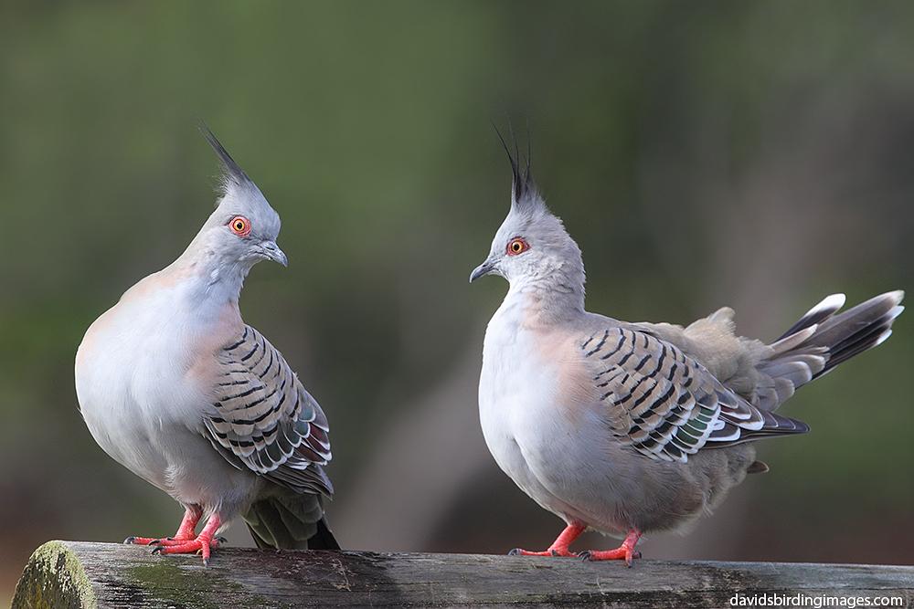 Crested Pigeons Use Whistling Feathers for Danger Tip-off