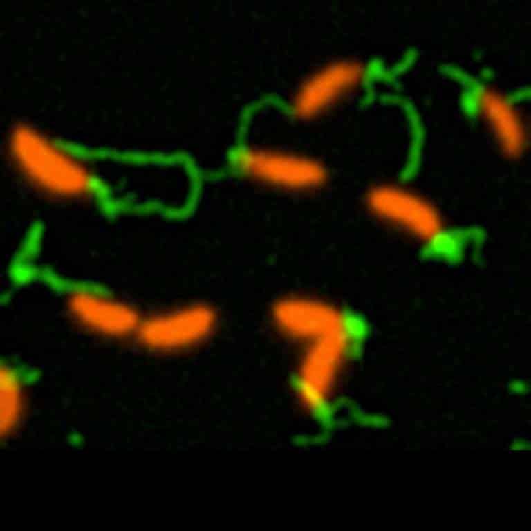 Bacteria Have A Sense Of Touch Too!