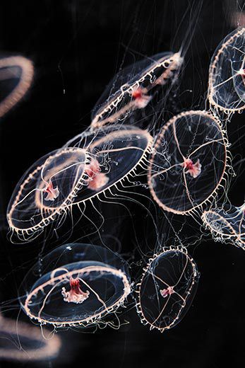 Jellyfish-Inspired Robotic Skin Senses Pain, Expresses It by Glowing