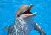 Dolphin Mouth Swabs Lift the Lid on Bacterial “Dark Matter” Present Dolphin Mouth Swabs Lift the Lid on Bacterial “Dark Matter” Present