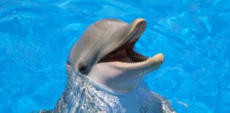 Dolphin Mouth Swabs Lift the Lid on Bacterial “Dark Matter” Present