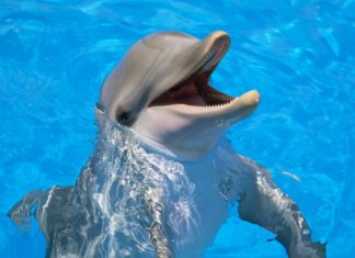 Dolphin Mouth Swabs Lift the Lid on Bacterial “Dark Matter” Present