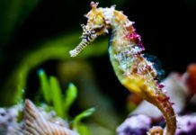Hippocampus haema, a New Species of Seahorse
