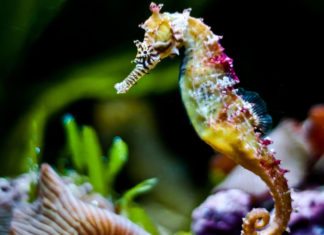 Hippocampus haema, a New Species of Seahorse
