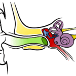 Novel Drug Delivery Device for Inner Ear Disorders Developed