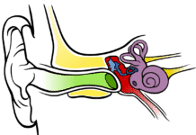 Novel Drug Delivery Device for Inner Ear Disorders Developed Novel Drug Delivery Device for Inner Ear Disorders Developed