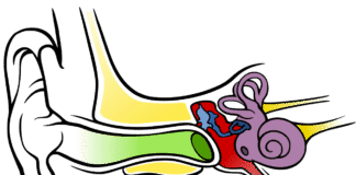 Novel Drug Delivery Device for Inner Ear Disorders Developed