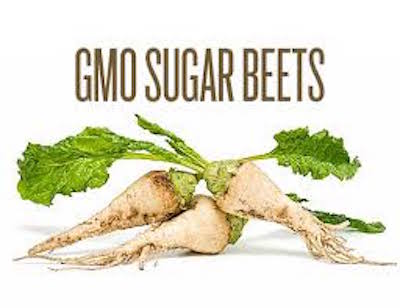 GM Sugar Beet Heads For EU Renewal- Latest News