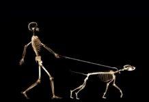 owning a dog might contribute to longer and healthier life owning a dog might contribute to longer and healthier life