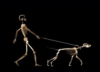 owning a dog might contribute to longer and healthier life