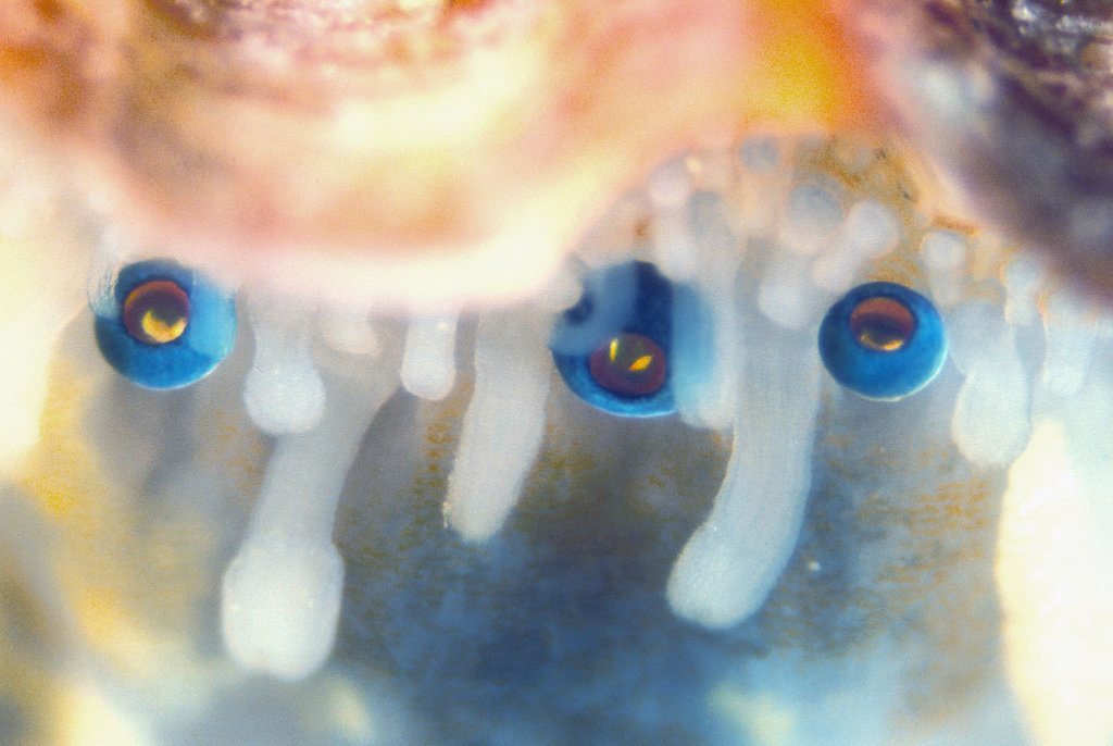 This Not-So-Simple Mollusc Has 200 Eyes Collectively Functioning Like a Telescope