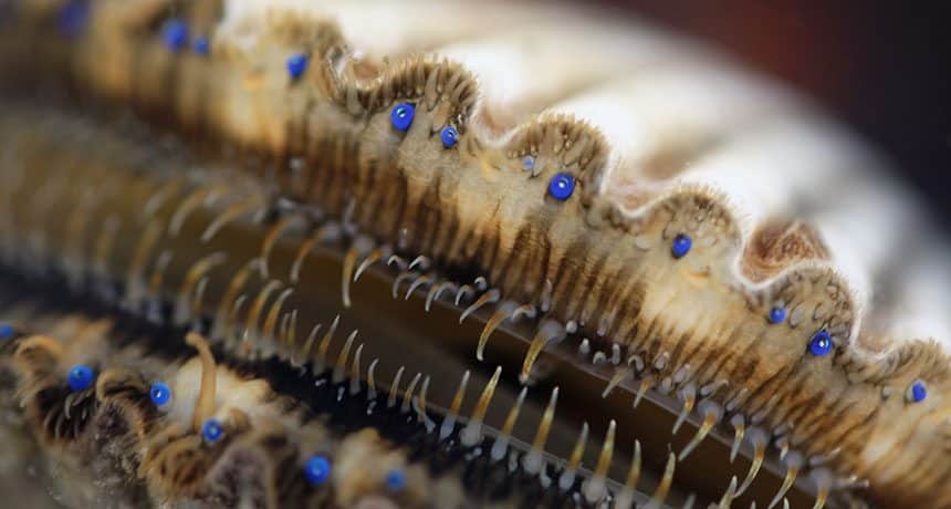 This Not-So-Simple Mollusc Has 200 Eyes Collectively Functioning Like a Telescope