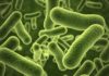 Bacterium Protects Plants from Disease in Attempt to Gain Dominance Bose Institute PhD Life Sciences
