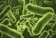 Bacterium Protects Plants from Disease in Attempt to Gain Dominance Bose Institute PhD Life Sciences