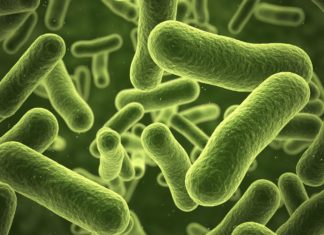 Bacterium Protects Plants from Disease in Attempt to Gain Dominance Bose Institute PhD Life Sciences