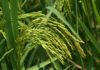 Microbiome of Pest Key to Understanding its Interaction with Crops