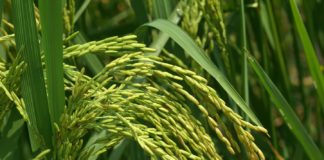 Microbiome of Pest Key to Understanding its Interaction with Crops
