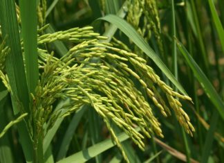 Microbiome of Pest Key to Understanding its Interaction with Crops Microbiome of Pest Key to Understanding its Interaction with Crops