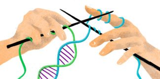 Researchers Decipher New Pathway for Risk-Free Gene Reactivation