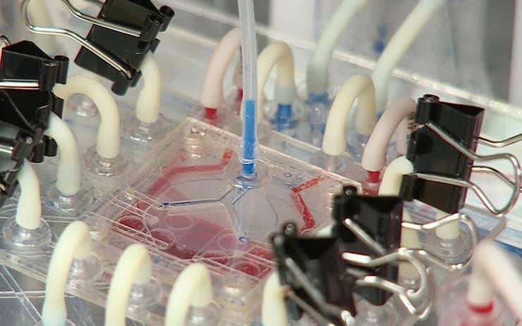 PuLMo: An Artificial Lung in Development for Safe Drug Testing