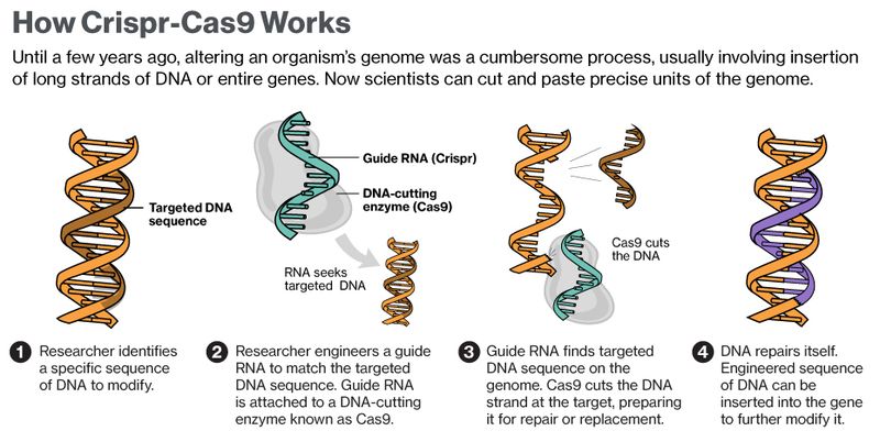 Breakthrough Alert: Researchers Edit Faulty Gene to Disrupt Hearing Loss
