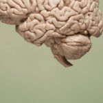 Study Disputes Neurogenesis, Finds Adult Brain Producing New Cells Liquid Biopsy for Brain Tumor Biomarker Detection Developed