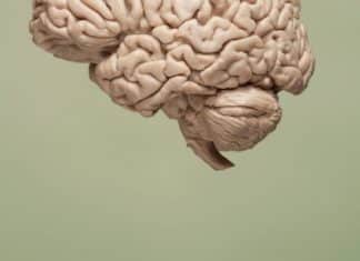 Study Disputes Neurogenesis, Finds Adult Brain Producing New Cells Liquid Biopsy for Brain Tumor Biomarker Detection Developed