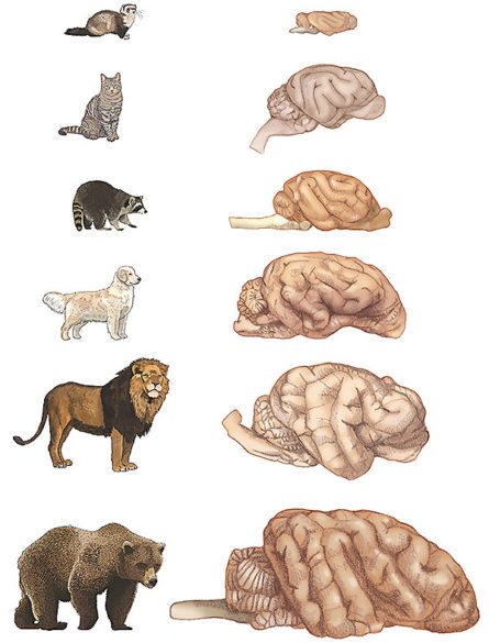The Debates’ Settled People- Dogs are officially, the Smartest