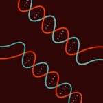 Scientists Use CRISPR Gene Editing System to Perform Parallel Edits