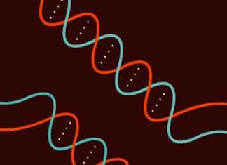 Breakthrough Alert: Researchers Edit Faulty Gene to Disrupt Hearing Loss Scientists Use CRISPR Gene Editing System to Perform Parallel Edits