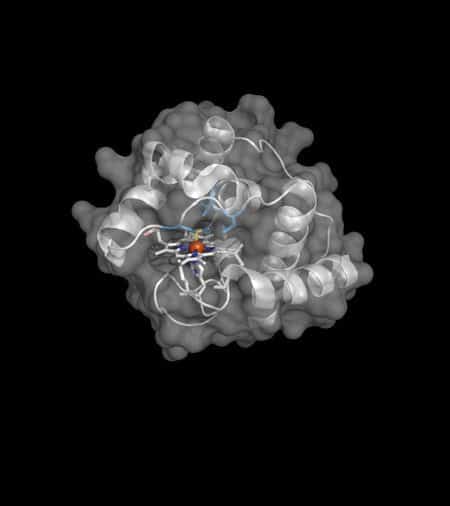 Biologist Engineer Enzyme Teaching Bacteria to Build BoronCarbon Bonds