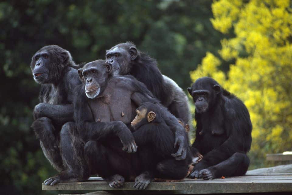 Great Ape No See, But do: Gorillas Develop Food-Cleaning Behaviour Without Social Cues