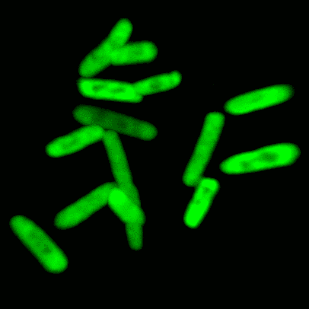 DNA 2.0 : Lab-originated Life form Produces Novel Proteins