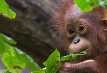 For the First Time, Wild Orangutans Discovered to Self-Medicate