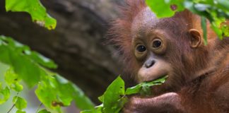 For the First Time, Wild Orangutans Discovered to Self-Medicate