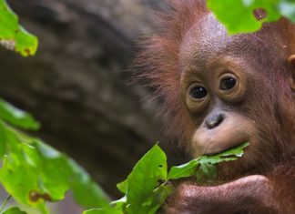 For the First Time, Wild Orangutans Discovered to Self-Medicate For the First Time, Wild Orangutans Discovered to Self-Medicate